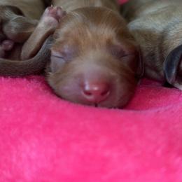 Boy 4 - Chocolate and cream male Dachshund puppy in Pueblo, Colorado from Nikas Baby Beanz LH Dachshunds