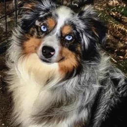 Sonny - Miniature Australian Shepherd