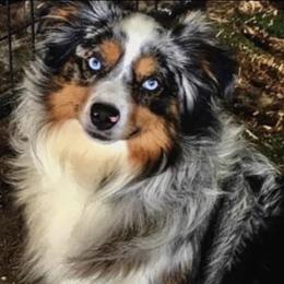 Sonny - Miniature Australian Shepherd