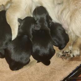 Dachshund Puppies from Eva Leas Pups