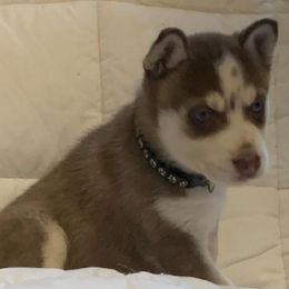Siberian Husky Puppies from Morgan's Siberian Huskies
