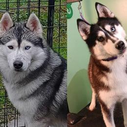 Siberian Husky puppies from Yuki Ookami Show Kennel