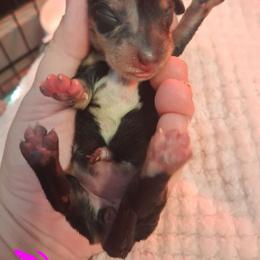Dawn - Dapple female Dachshund puppy in Statesville, North Carolina from Dannie's Doxies