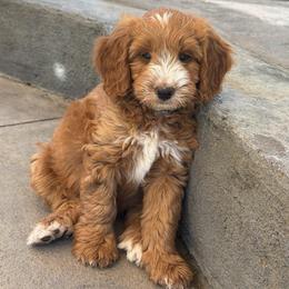 Pascal - Apricot male Goldendoodle puppy in San Jose, California from Red White and Doodle