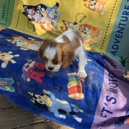 Cavalier King Charles Spaniel Puppies from Purple Moon Cavaliers