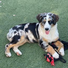 Ophelia - Australian Shepherd
