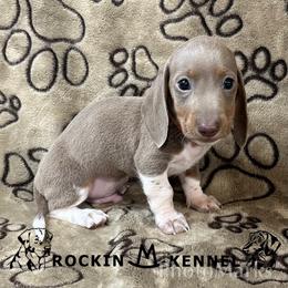 Isabella Pie Orange - Piebald male Dachshund puppy in George West, Texas from Rockin M Kennel