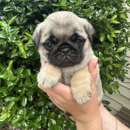 Milo - Fawn male Pug puppy in Charlotte, North Carolina from Pugs & Loves