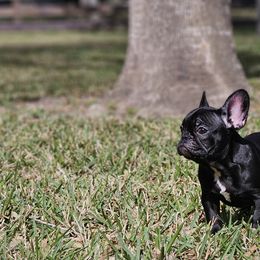 French Bulldog Puppies from Charles Frenchies