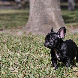 French Bulldog Puppies from Charles Frenchies