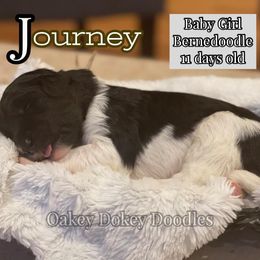 - Bernedoodle puppy in Nebraska from Oakey Dokey Doodles
