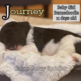 - Bernedoodle puppy in Nebraska from Oakey Dokey Doodles