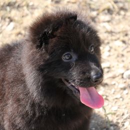 Rogue - German Shepherd puppy in Lockhart, Texas from Big Red Texas German Shepherds Ranch