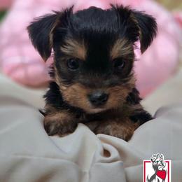Bluey - Black and tan female Yorkshire Terrier puppy in California from Corazon de gigante