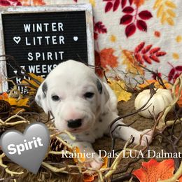 Girl 7 - White and black female Dalmatian puppy in Joshua, Texas from Rainier DALS LUA Dalmatians