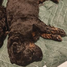 Poodle Puppies from Hatch & Homestead LLC