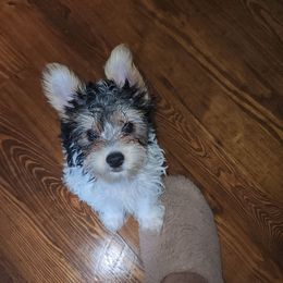 Oreo - Parti male Yorkshire Terrier puppy in Newport News, Virginia from Ty-Shea Designs Yorkies and More LLC