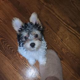 Oreo - Parti male Yorkshire Terrier puppy in Newport News, Virginia from Ty-Shea Designs Yorkies and More LLC