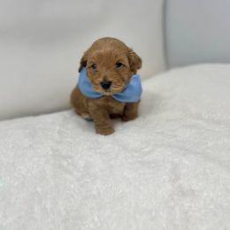 Maltipoo Puppies from Piper N Penny