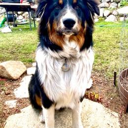 Australian Shepherds from Ralph's Australian Shepherds