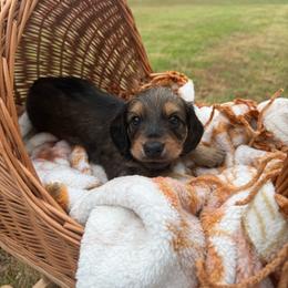 Maple - Cream female Dachshund puppy in Ecru, Mississippi from Toddy Kennels