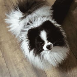 Orca - Pomeranian