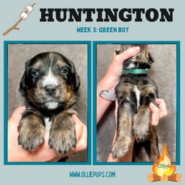 Boy 3 - male Golden Mountain Dog puppy in Boiling Springs, South Carolina from OlliePups, LLC