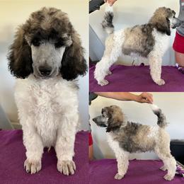 Poodle Puppies from High Mesa Standards