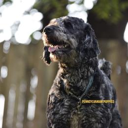 Stormy - Goldendoodle