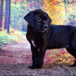 Cane Corso Puppies from Sacred Mission