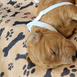 French Bulldog and Goldendoodle Puppies from Good Vibes Puppies