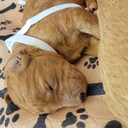 French Bulldog and Goldendoodle Puppies from Good Vibes Puppies