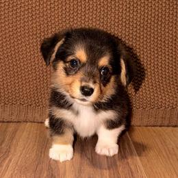 Onyx - Black and tan female Pembroke Welsh Corgi puppy in Washington from Castle View Royal Rumps