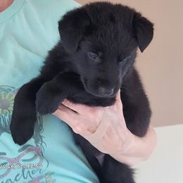 Girl 1 Pink collar - Black German Shepherd puppy in Double Springs, Alabama from Sunset Ranch and Kennel