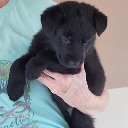Girl 1 Pink collar - Black German Shepherd puppy in Double Springs, Alabama from Sunset Ranch and Kennel
