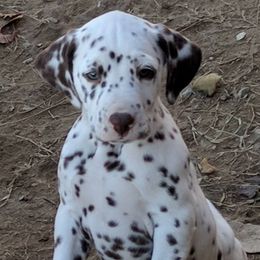 Dalmatian and Labrador Retriever Puppies from CountrySide Dalmatians & Locks of Love Labradors