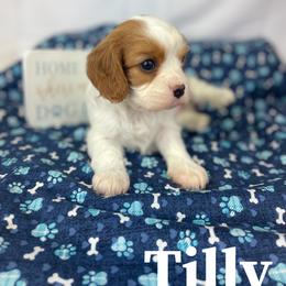 Cavalier King Charles Spaniels, Cavapoos, and Golden Retrievers from Cedar Hill Pups