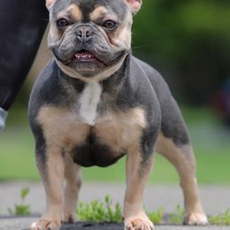French Bulldogs from M4 Bullies