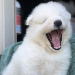 Samoyed Puppies from Morning Star Samoyeds