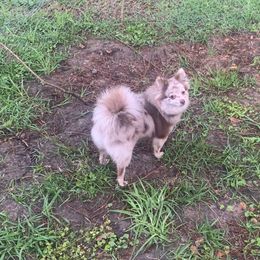 Jazzy - Pomeranian