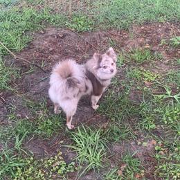Jazzy - Pomeranian