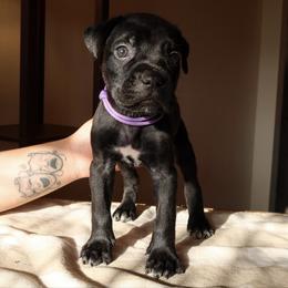 Zaria - Black female Cane Corso puppy in Houston, Texas from Mortaio Cane Corso