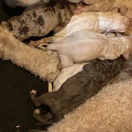 Goldendoodle puppies from Dandelion Doodles of Oklahoma