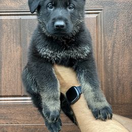 German Shepherd Puppies from Cave Canem German Shepherds