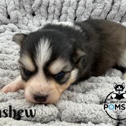Cashew - Black and white male Pomsky puppy in Eastman, Georgia from Once Upon A Pomsky