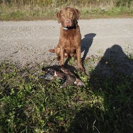 Quinn - Chesapeake Bay Retriever