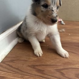 Collie Puppies from Otter Point Collies