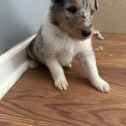 Collie Puppies from Otter Point Collies