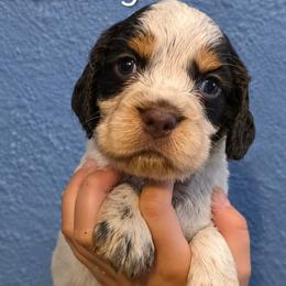 Charming - Tri-Roan male English Springer Spaniel puppy in Fort White, Florida from Thunderbird Springers