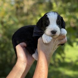 Friedrich FURNISHED - Tri-color male Bernedoodle puppy in Bellville, Ohio from Bernedoodle Buddies